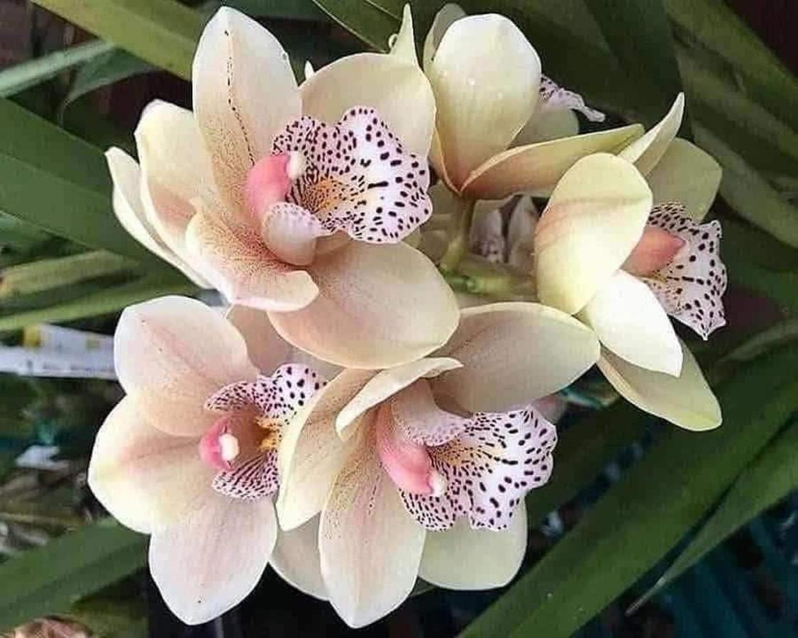 Magic Flower Rooms Кахуита Екстериор снимка