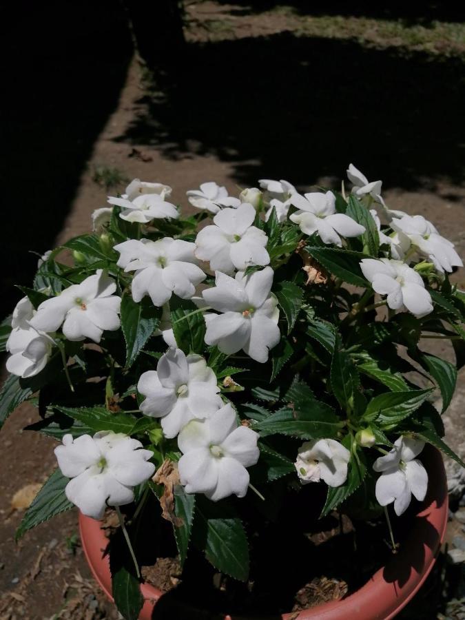 Magic Flower Rooms Кахуита Екстериор снимка