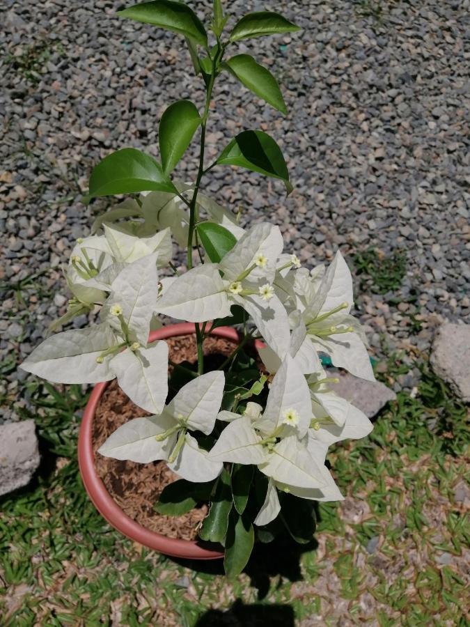 Magic Flower Rooms Кахуита Екстериор снимка