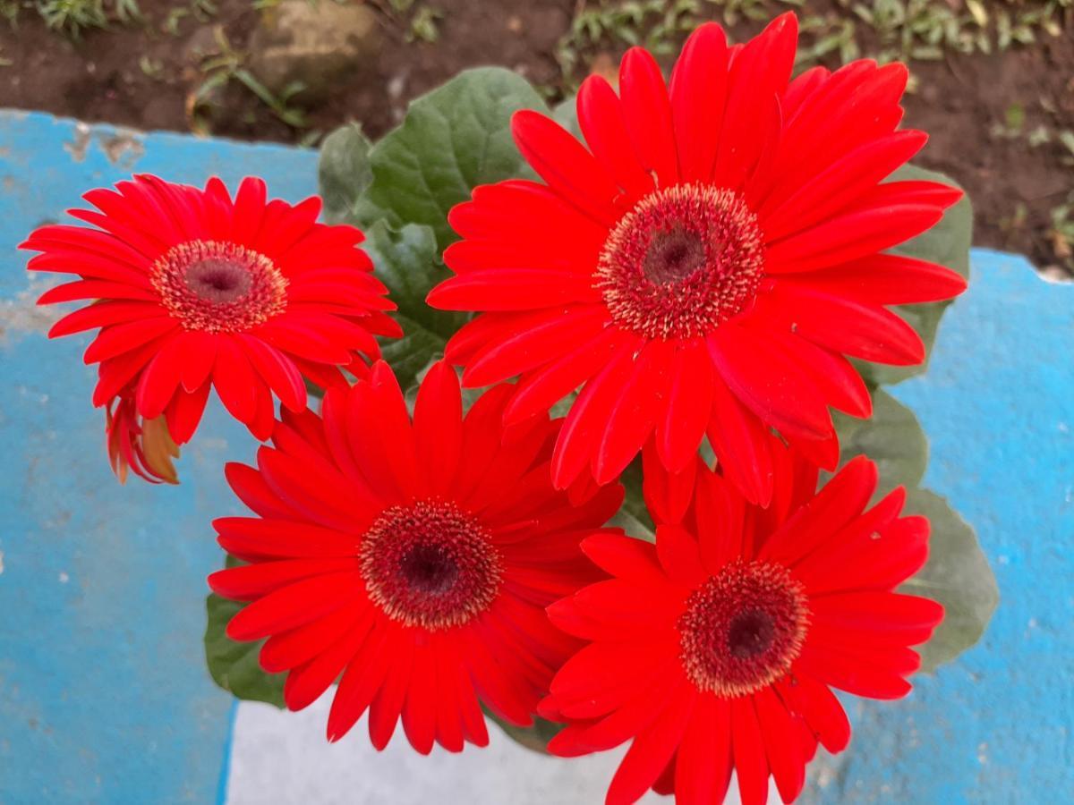 Magic Flower Rooms Кахуита Екстериор снимка